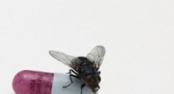 Red Hot Chili Peppers / I’m With You