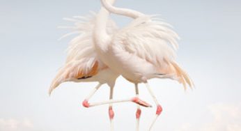 Rustie / Green Language
